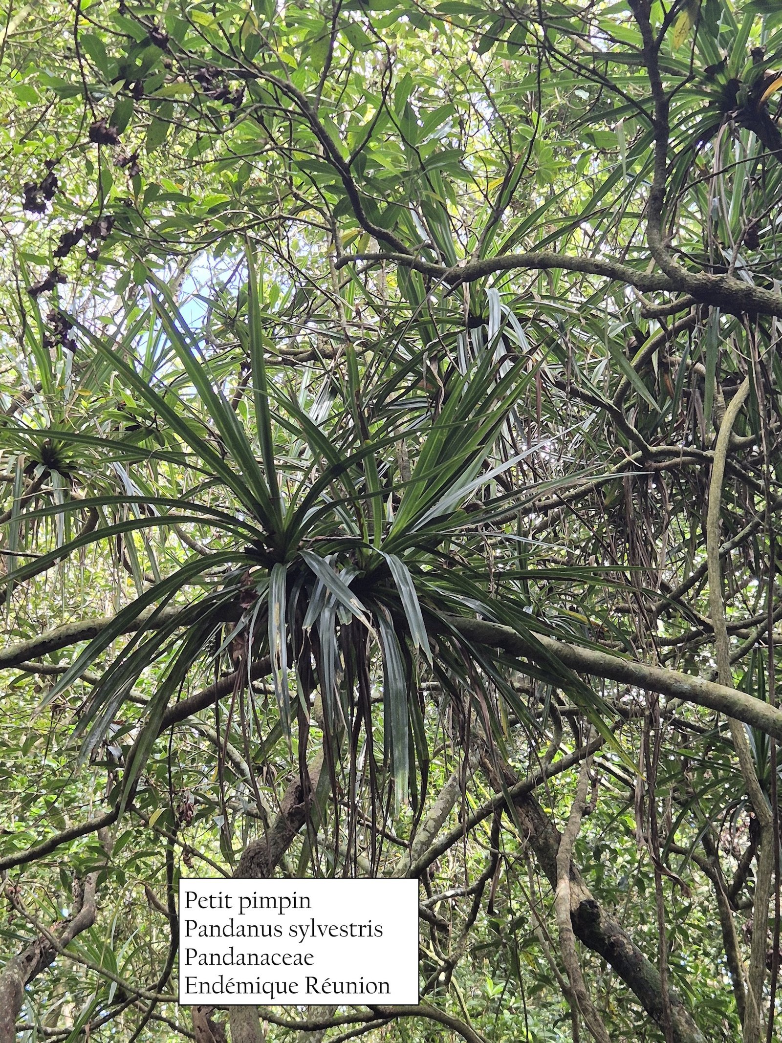54- Pandanus sylvestris