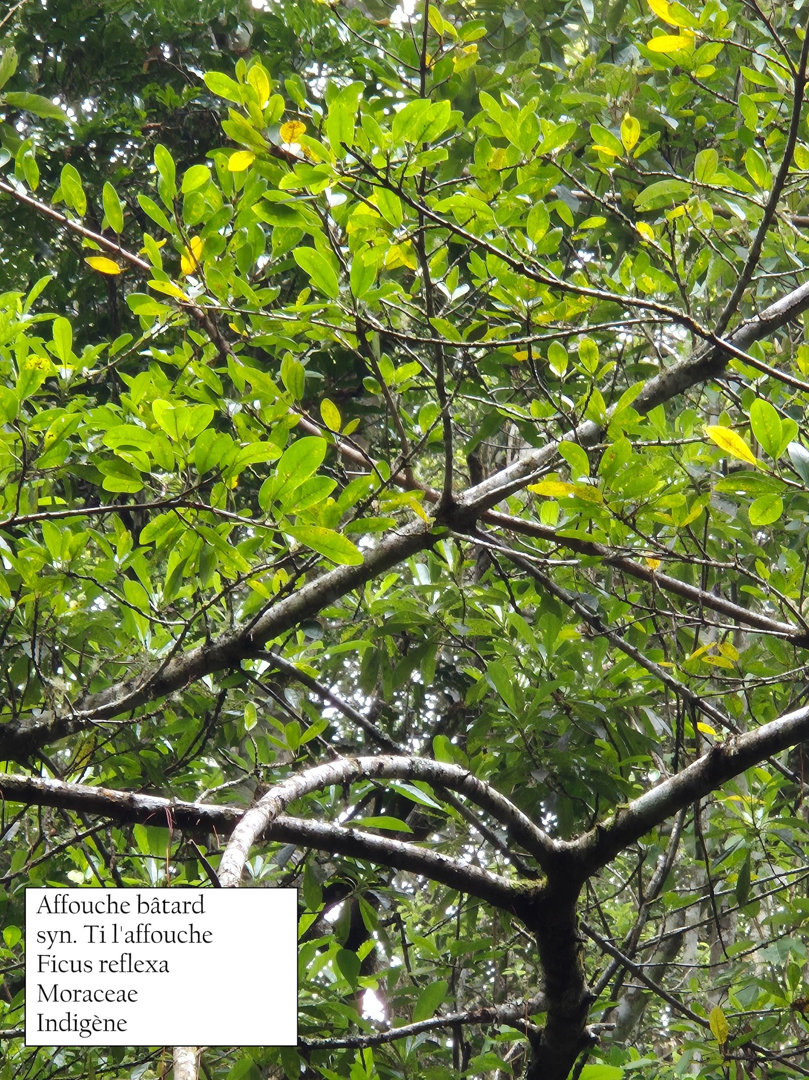 93- Ficus reflexa