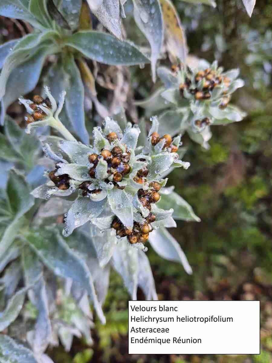3- Helichrysum 