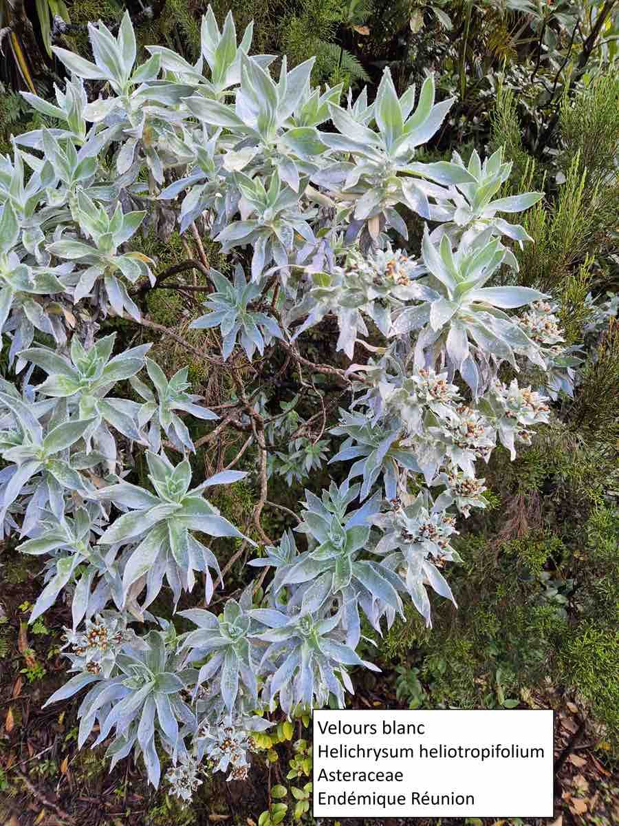 3- Helychrysum 