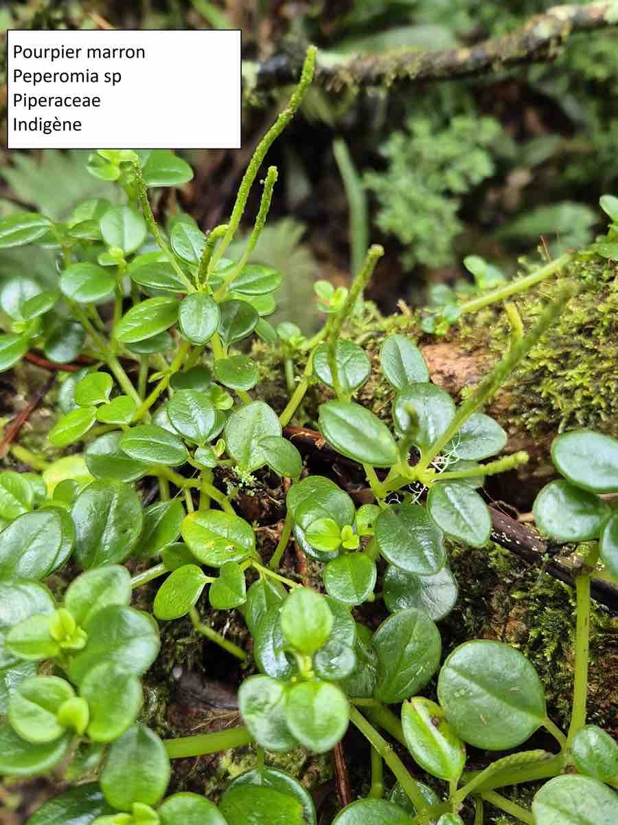 47- Peperomia