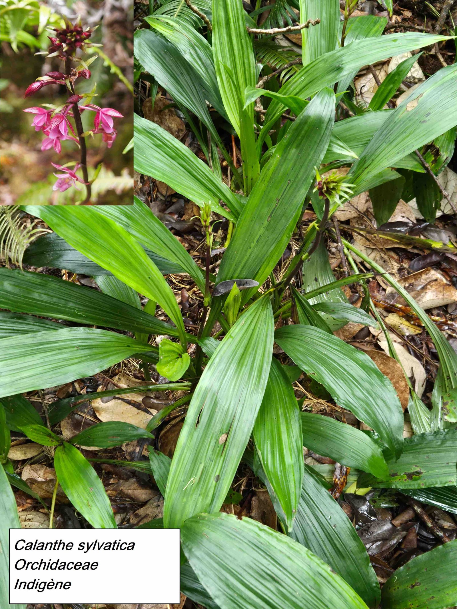 49- Calanthe sylvatica.