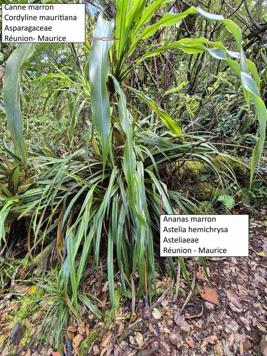 6- Ananas marron et Cordyline