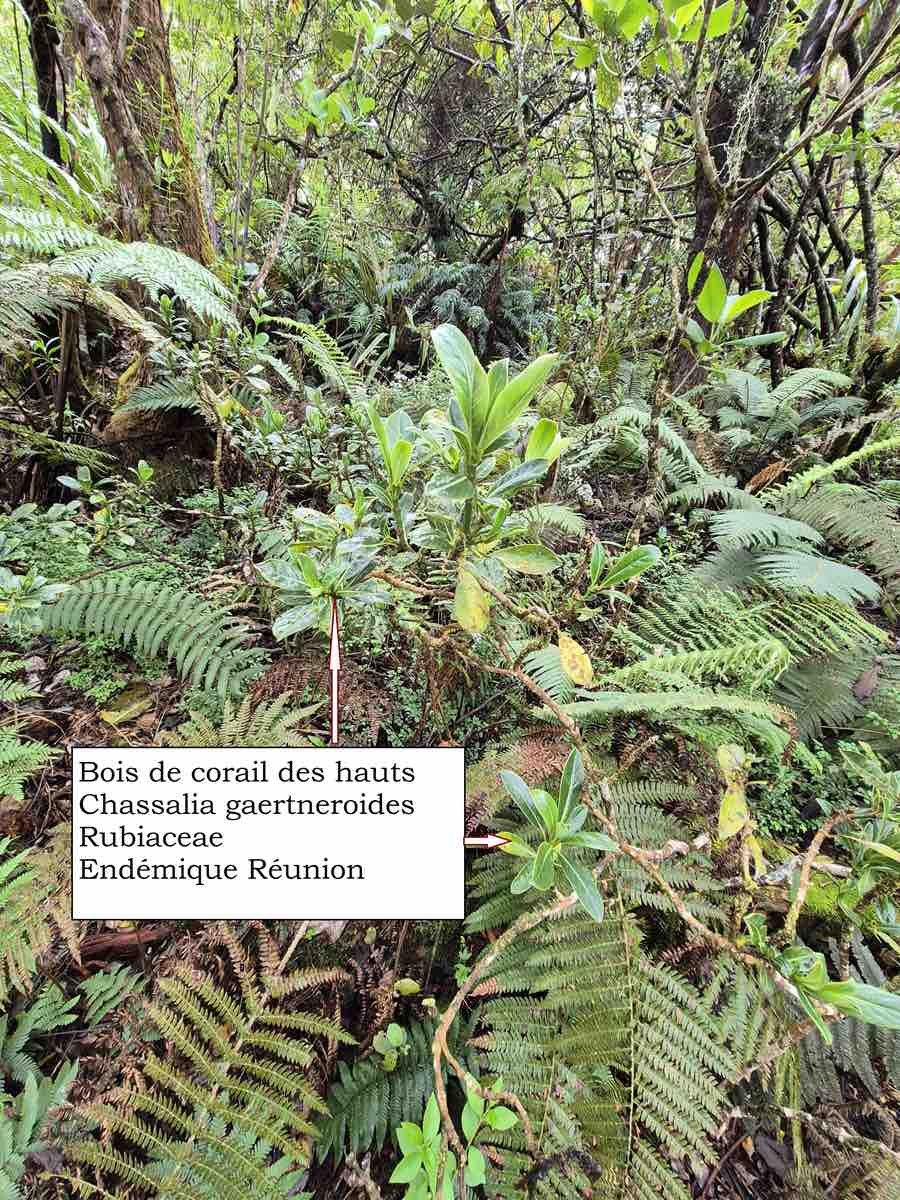 82 Chassalia gaertneroides