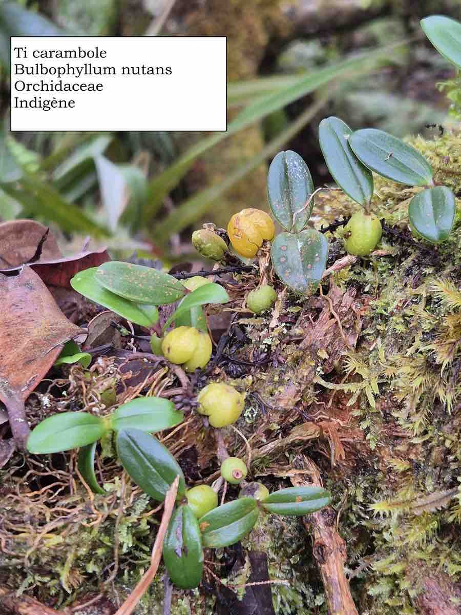 86- Bulbophyllum