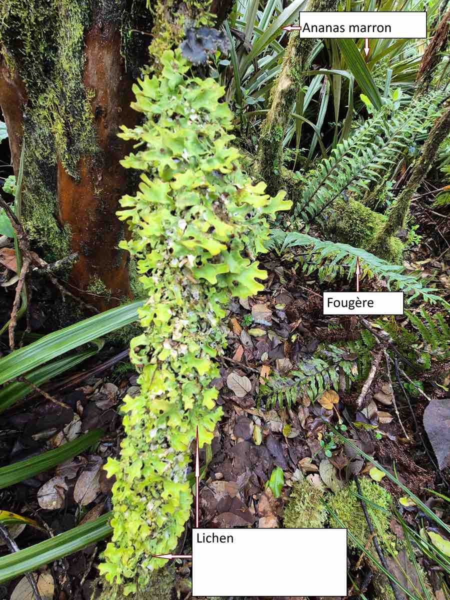 9- Lichen