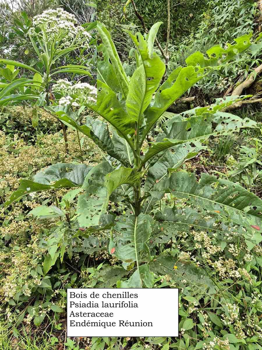 93- Bois de chenille