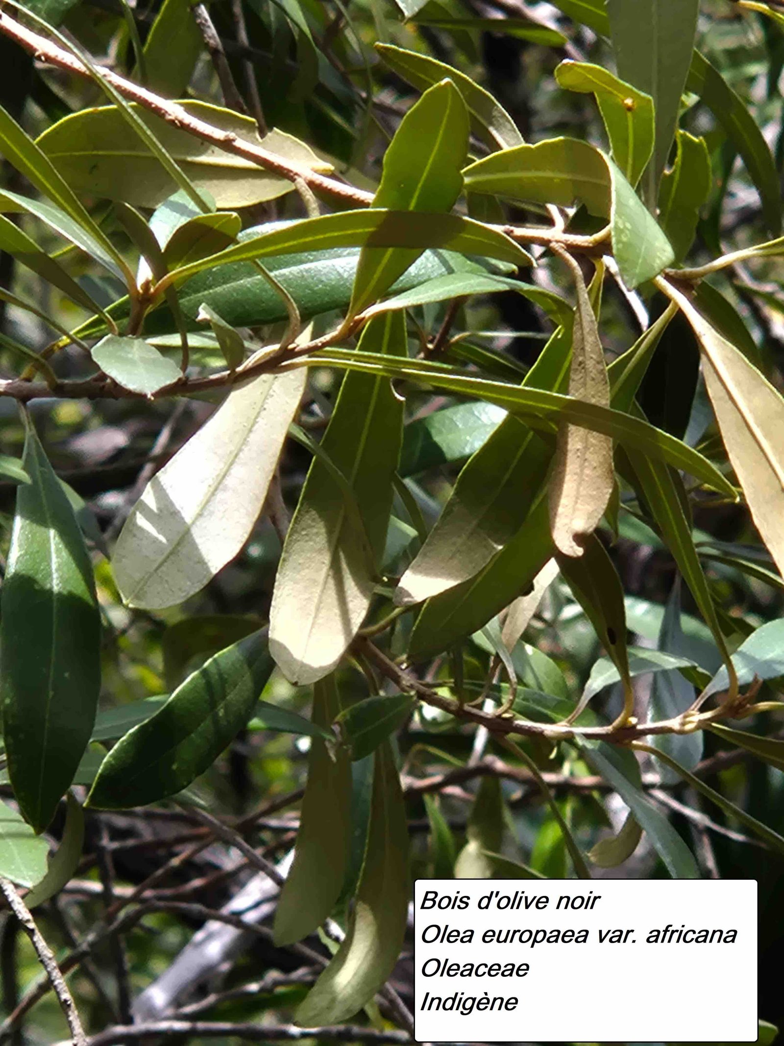 109- Bois d'olive noir (2)