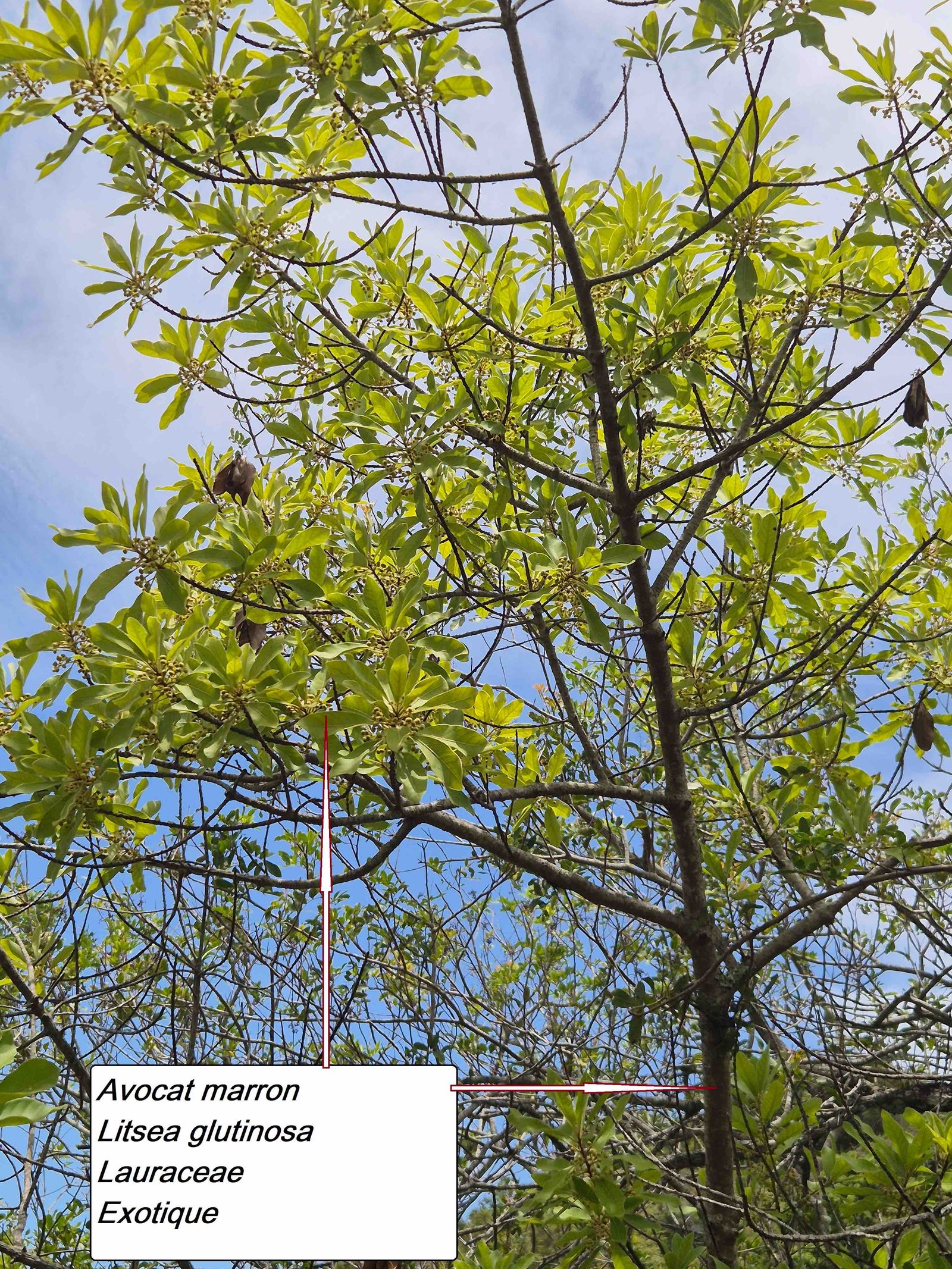 111- Avocat marron