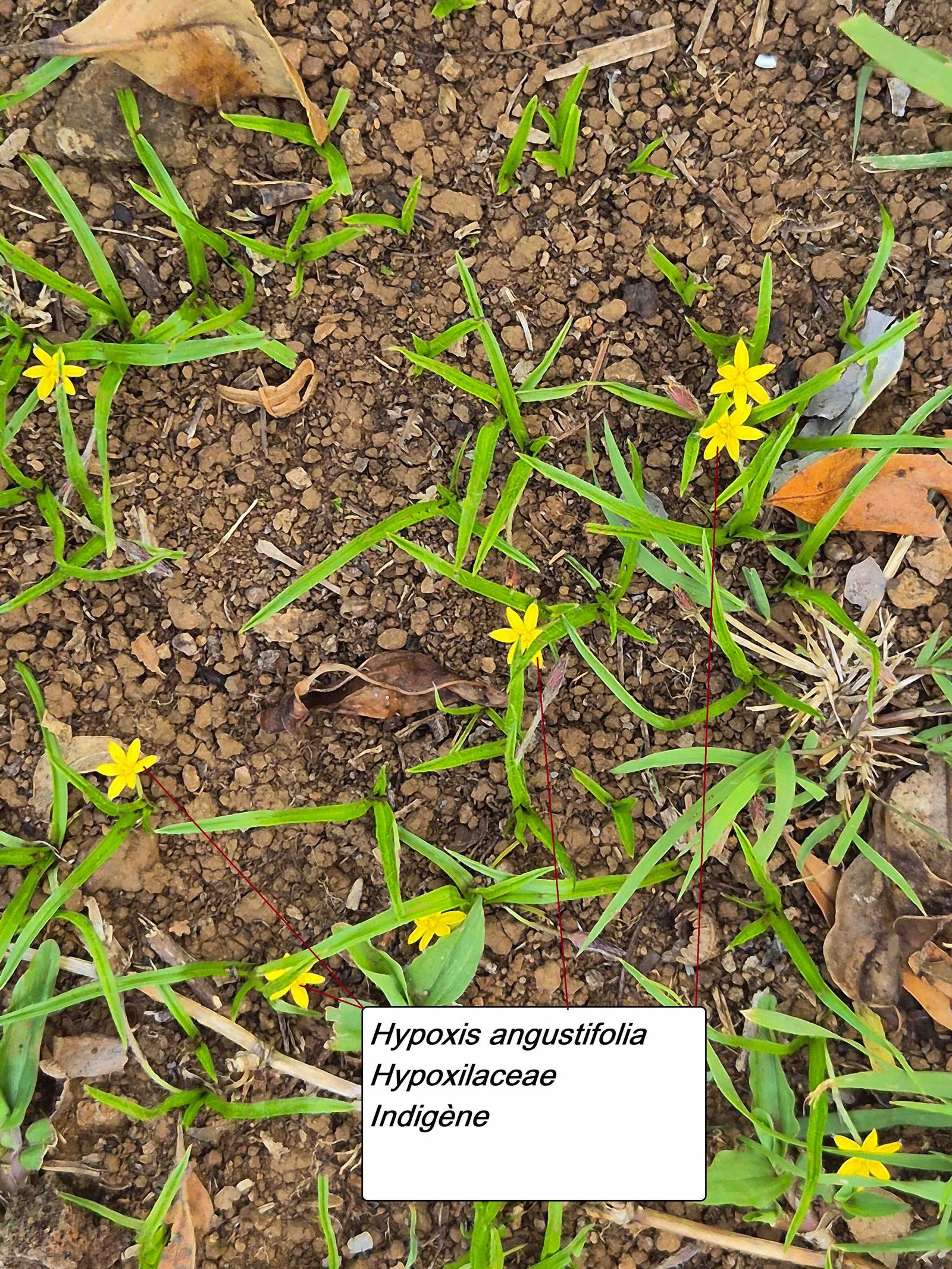 12- Hypoxis angustifolia (2)