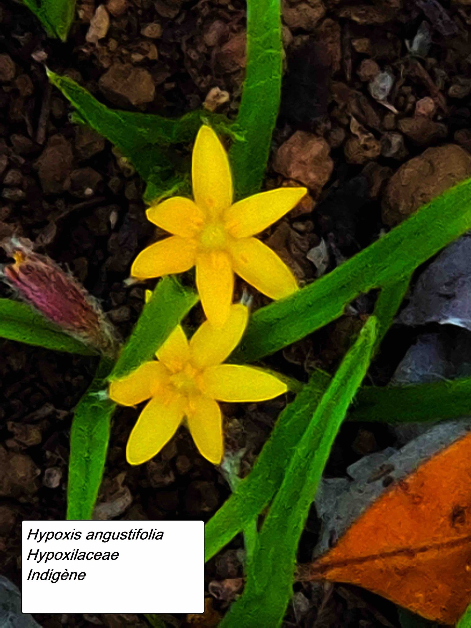 12- Hypoxis angustifolia (3)