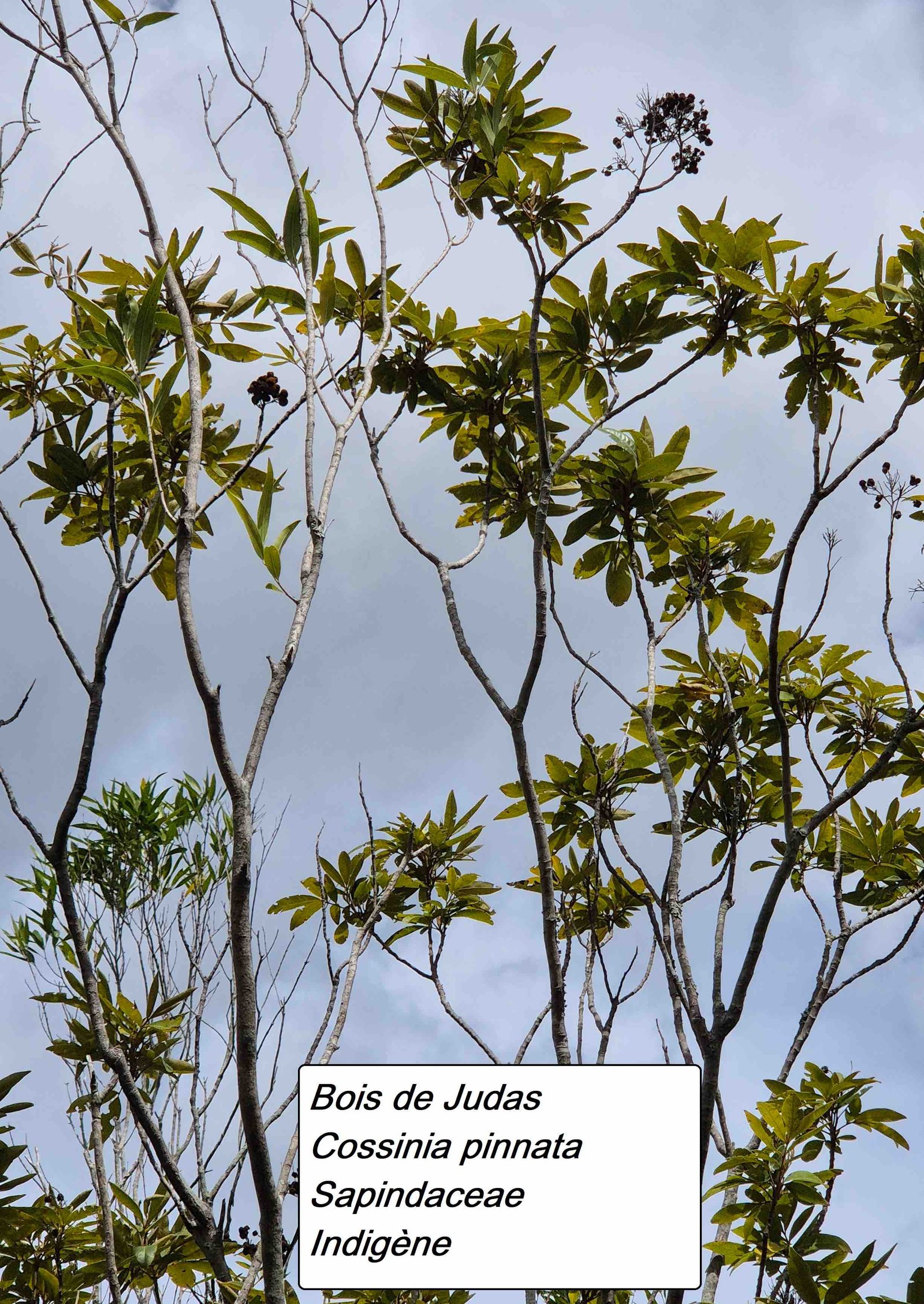 125- Bois de Judas.