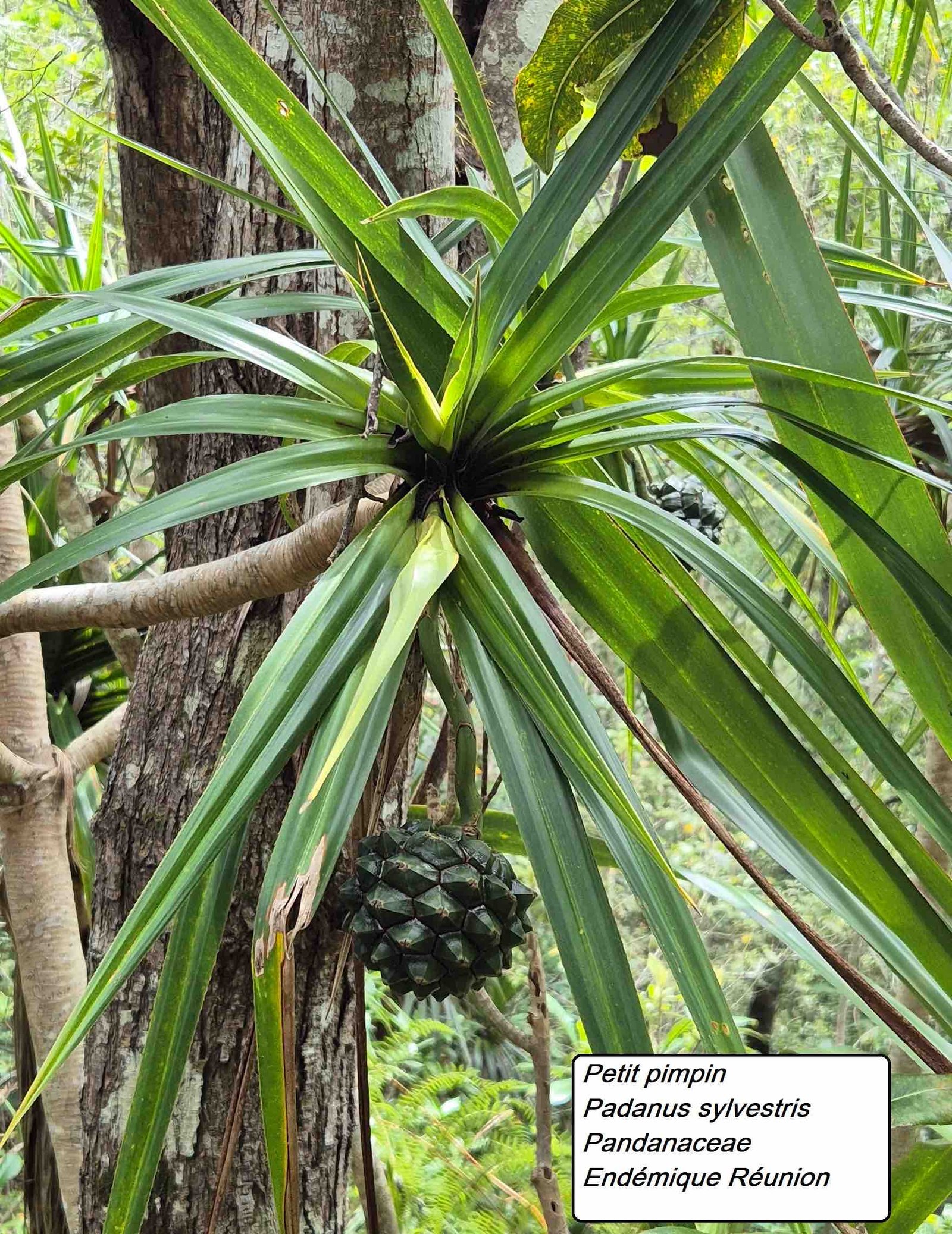 134- Pandanus.