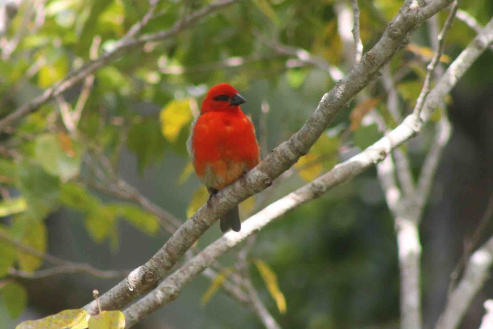 160- Cardinal (1)