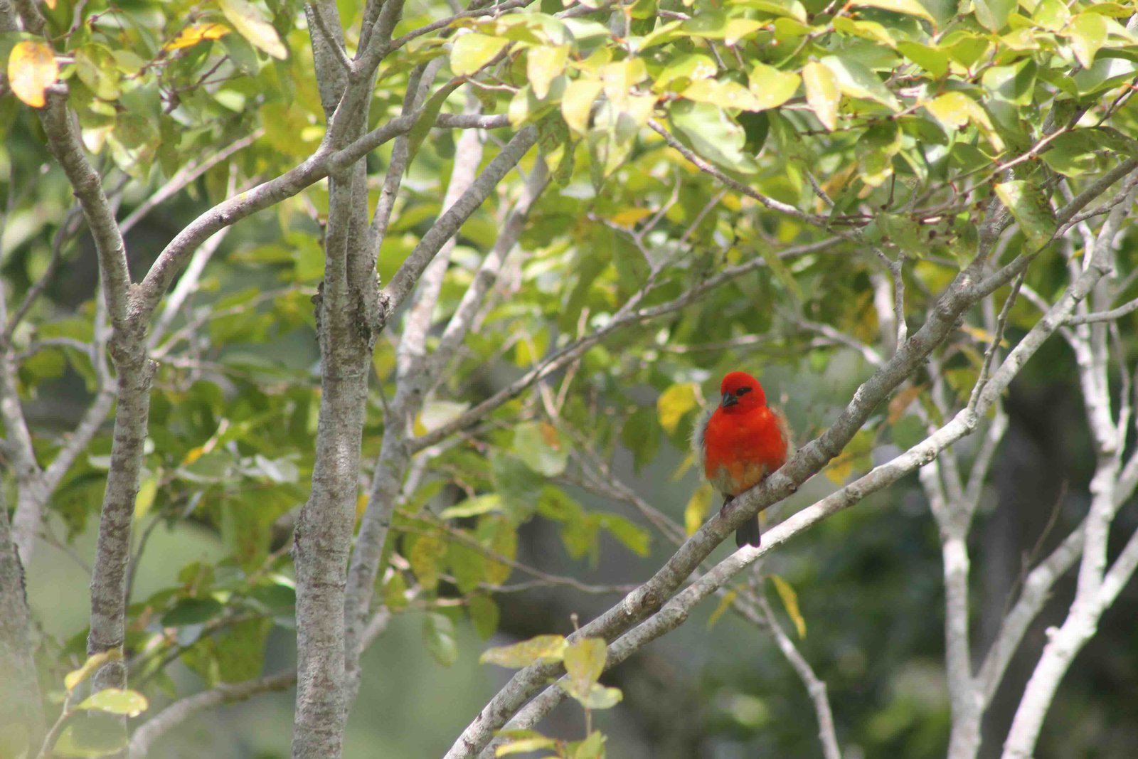 160- Cardinal (2).