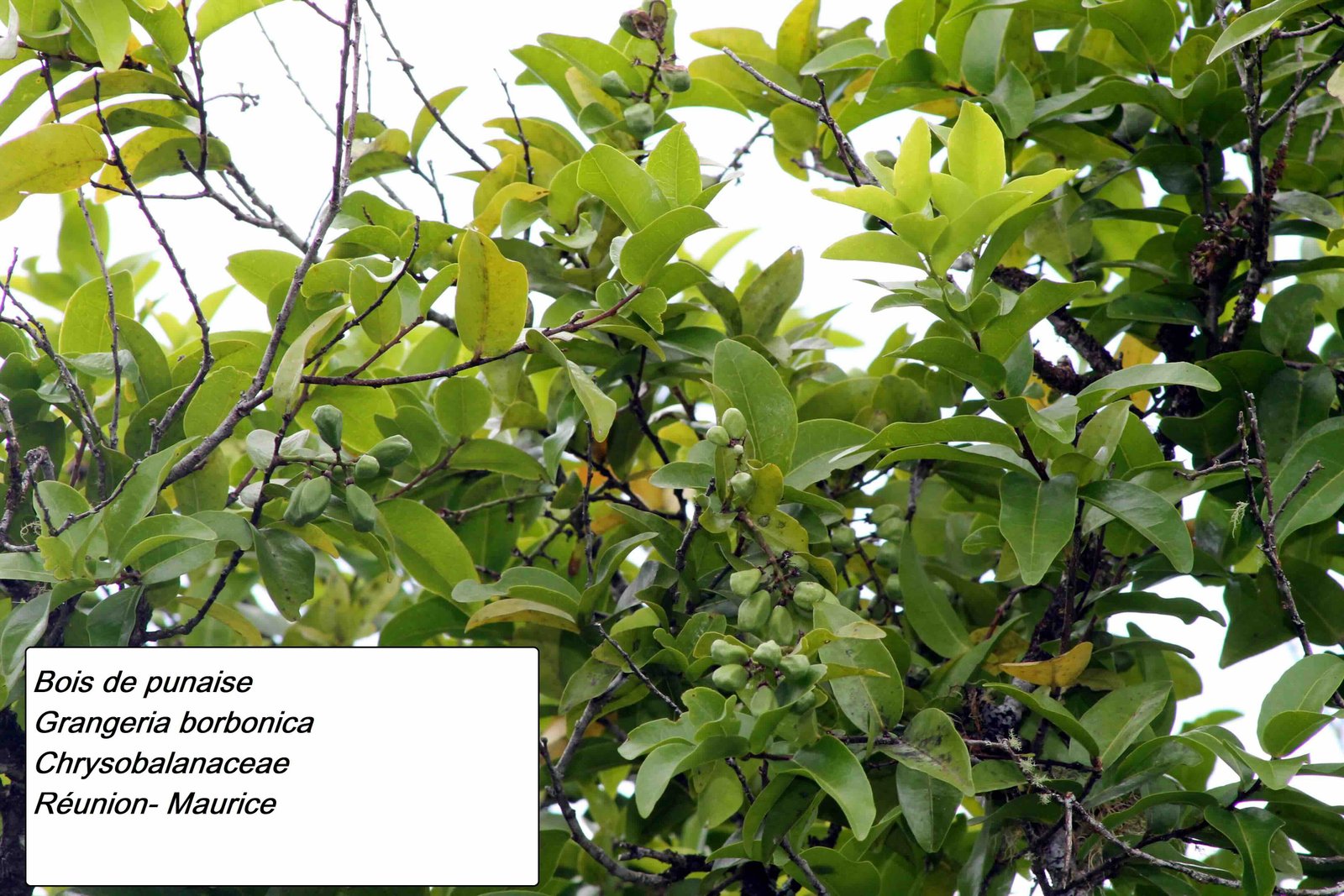 162. Bois de punaise- les fruits