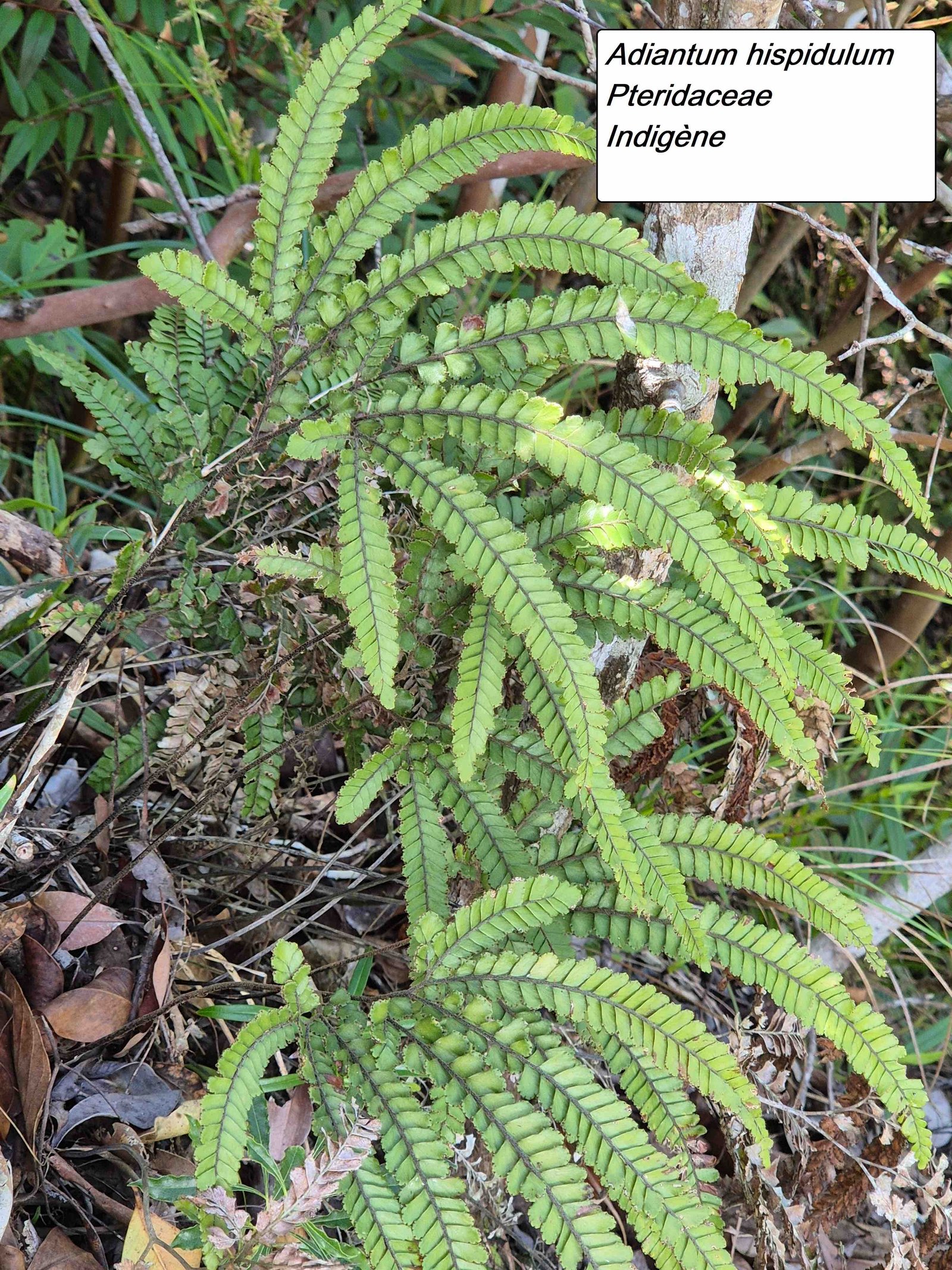 23- Adiantum hispidulum