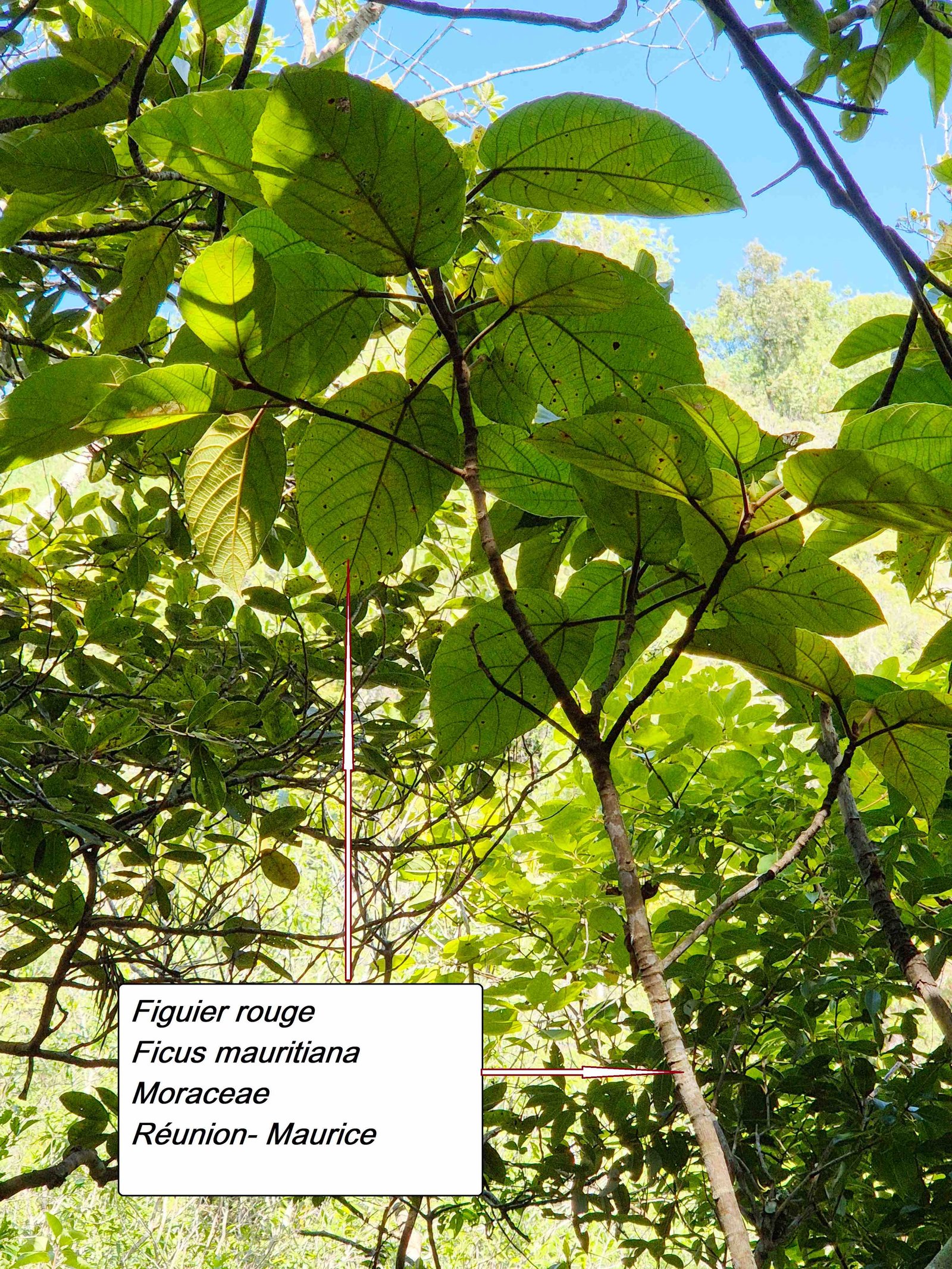 26- Ficus mauritiana (1)