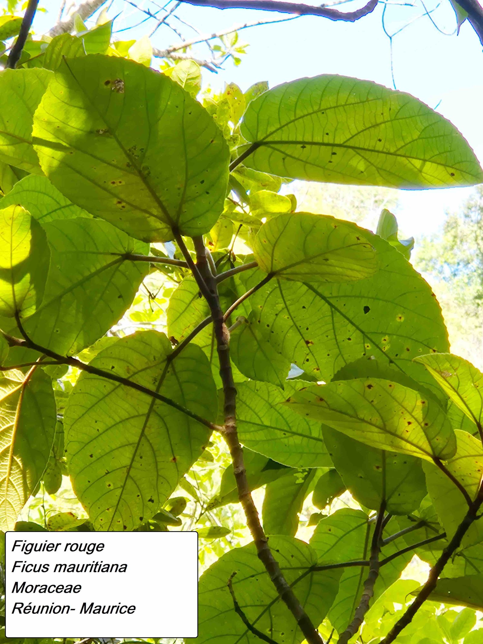 26- Ficus mauritiana (2)