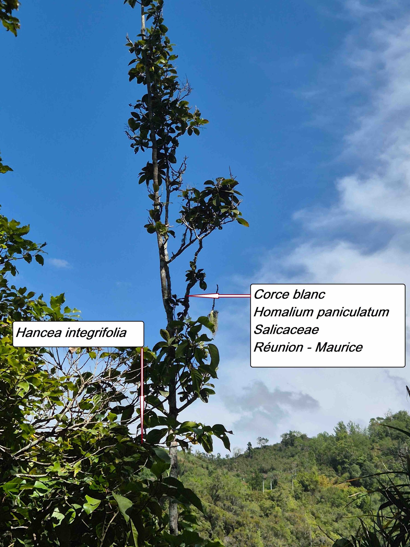 30- Homalium paniculatum.