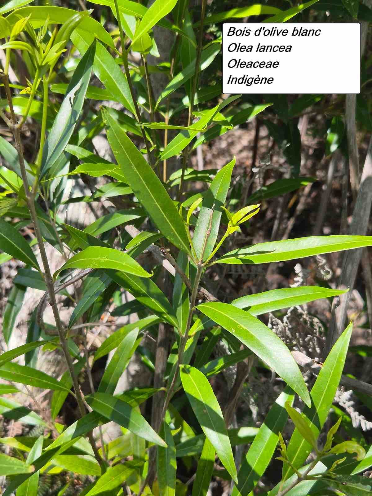 39- Bois d'olive blanc