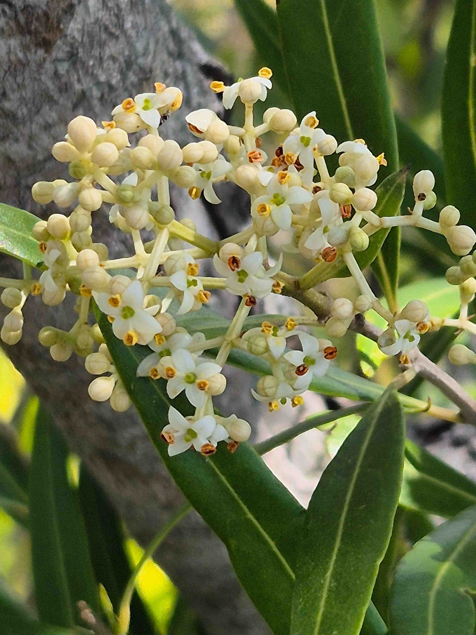 43- Bois d'olive (3)
