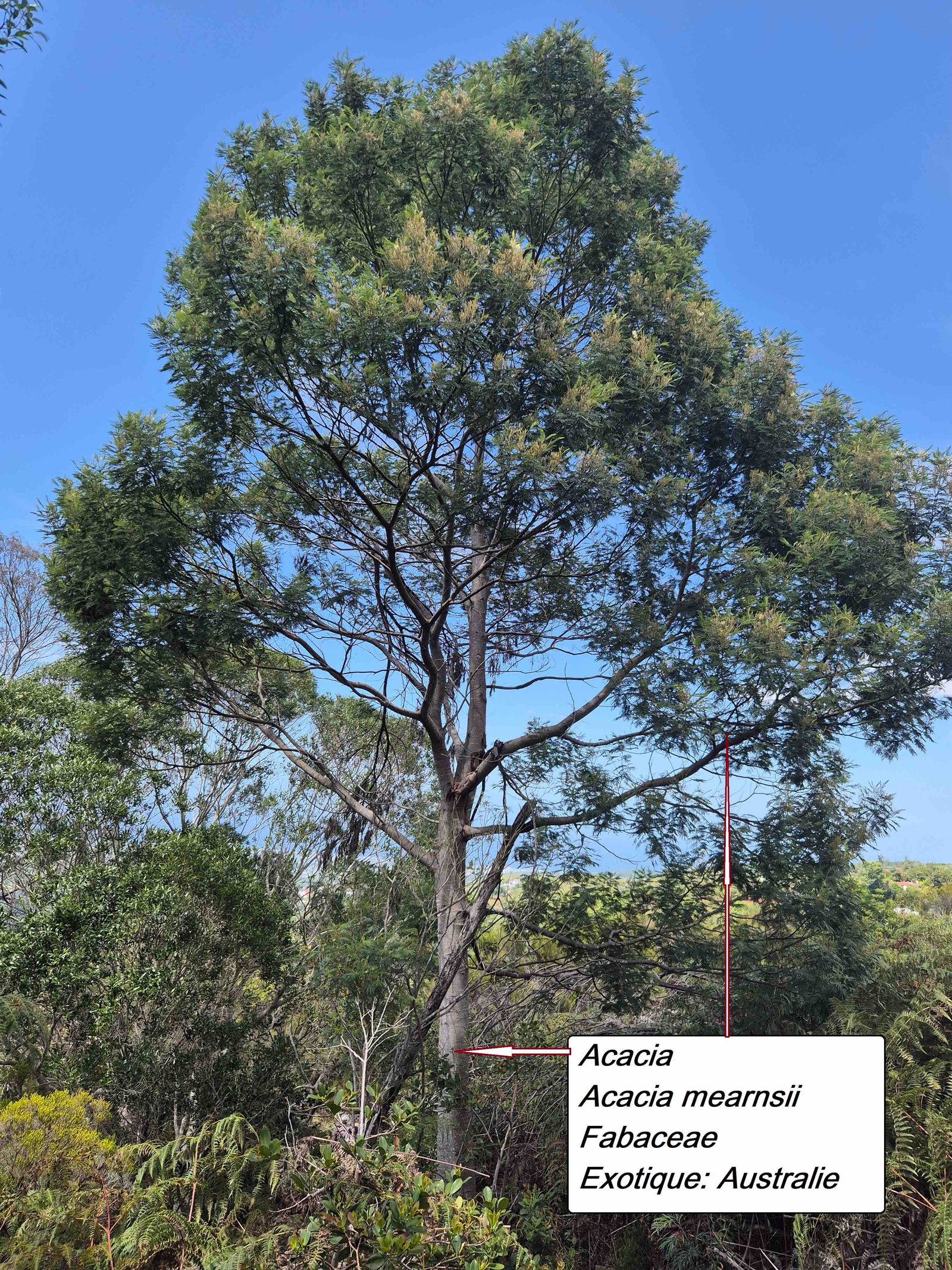 50- Acacia mearnsii
