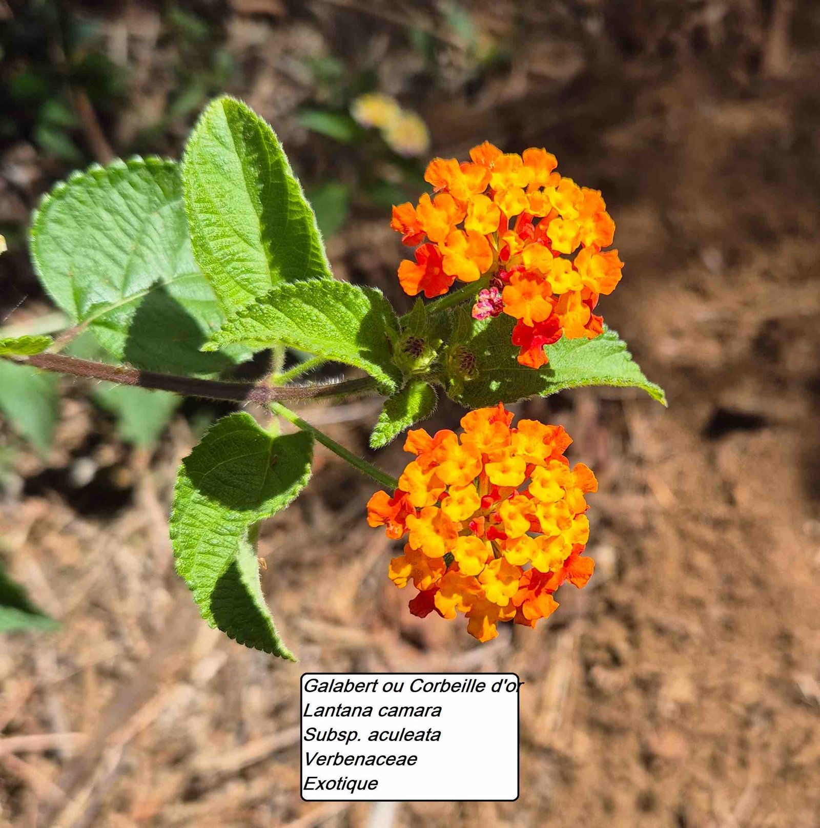 52- Lantana (2)