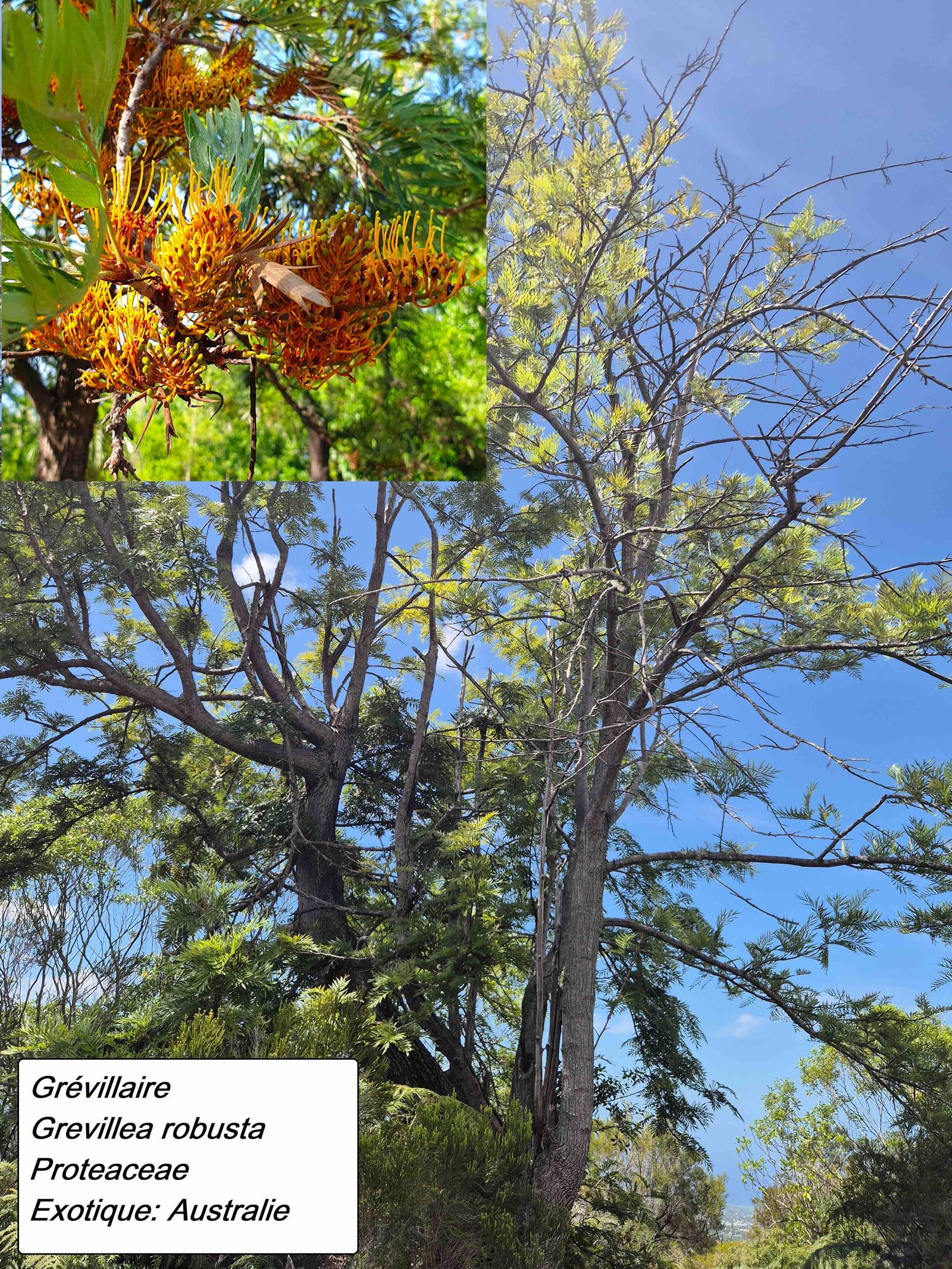 53- Grevillea robusta