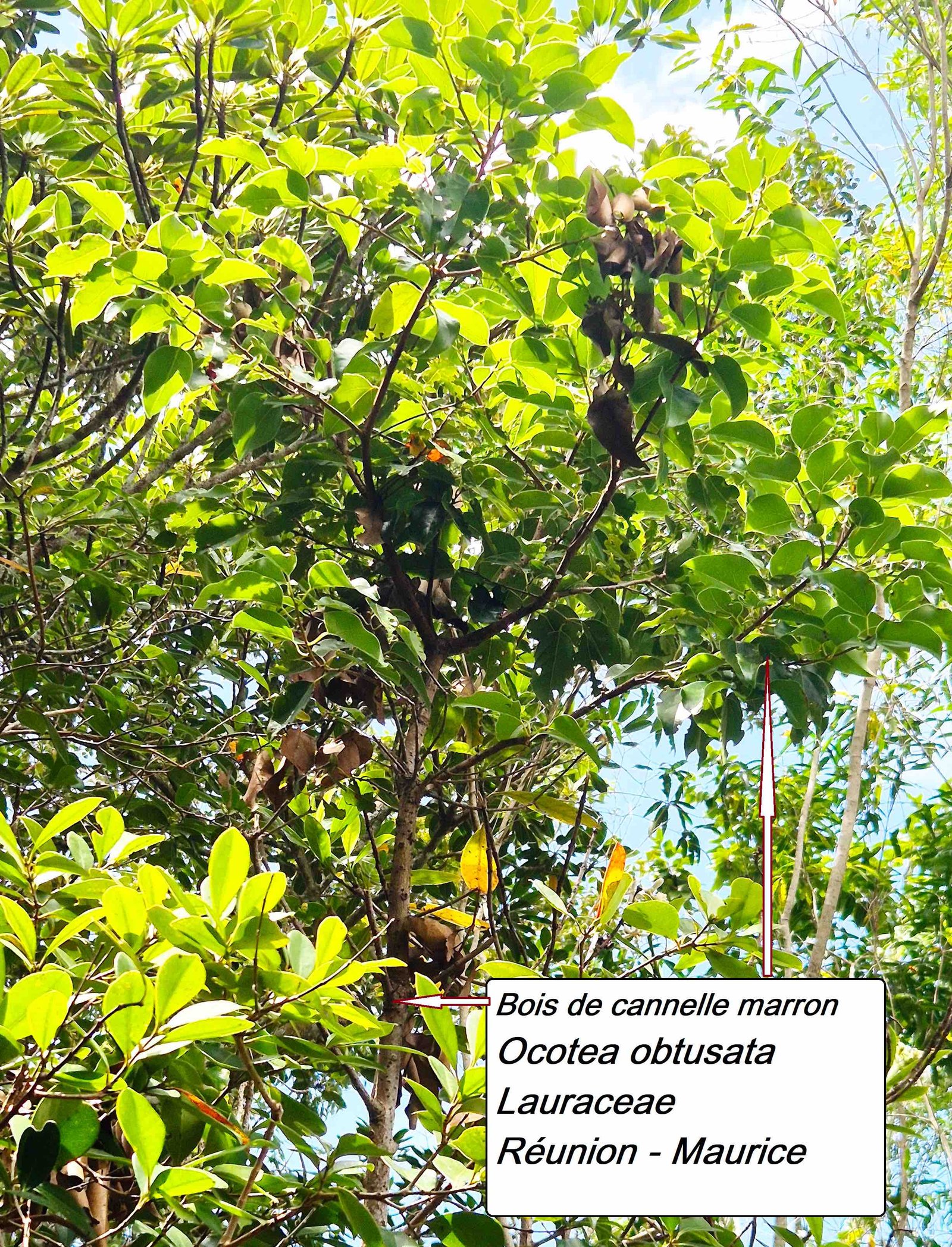 58- Bois de cannelle marron