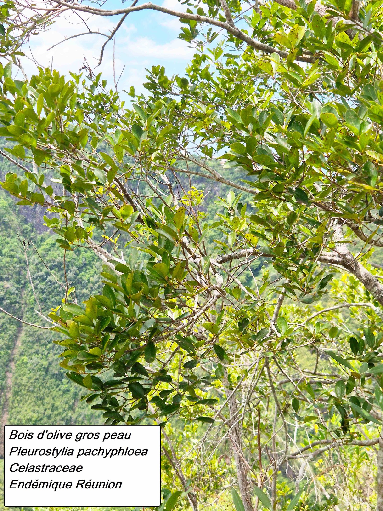 76- Bois d'olive gros peau (1)