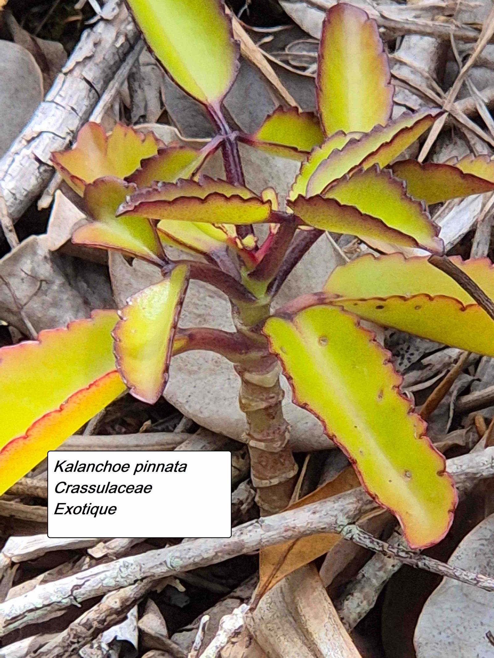79- Kalanchoe (2)-3.