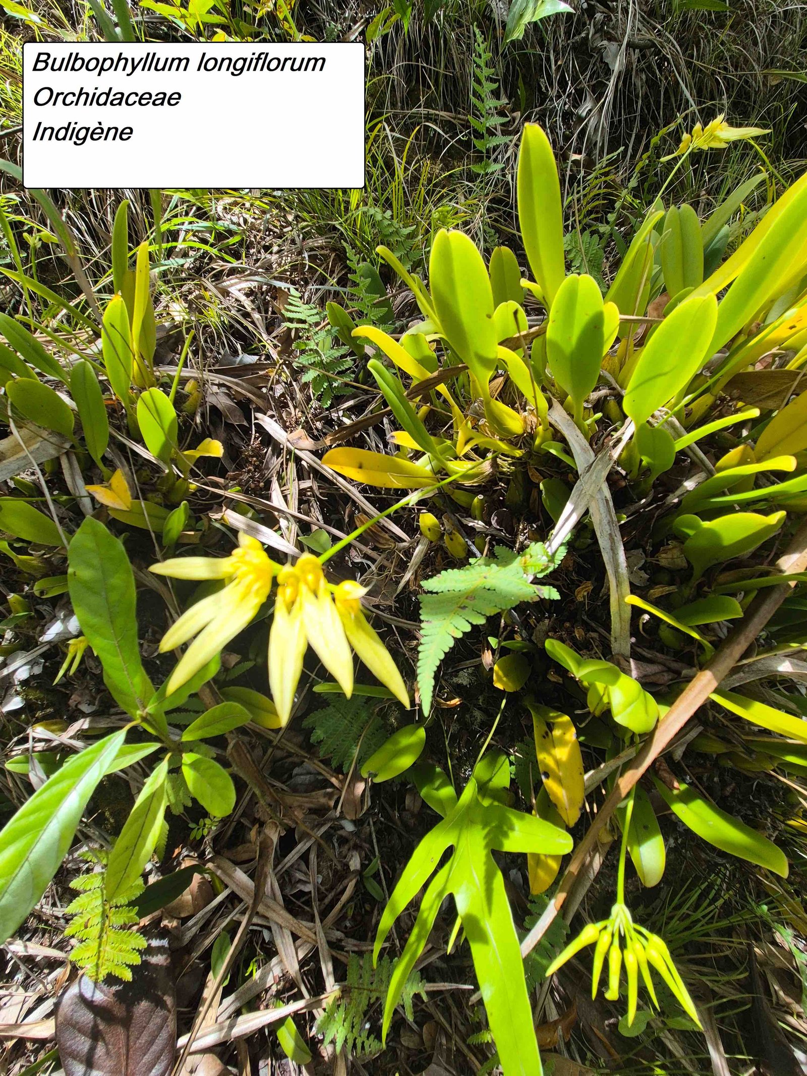 86- Bulbophyllum(2)