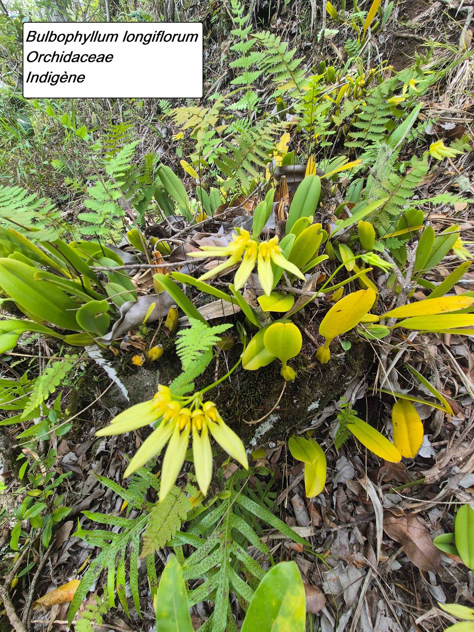 86- Bulbophyllum(4)