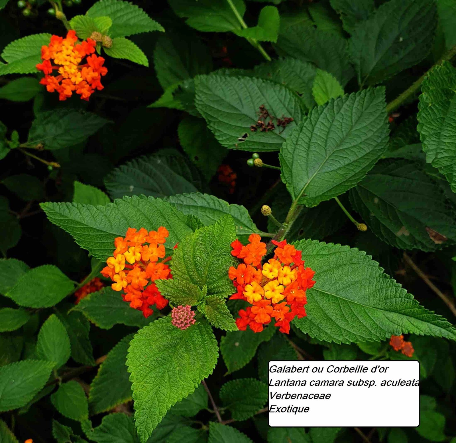 86- Galabert -Lantana