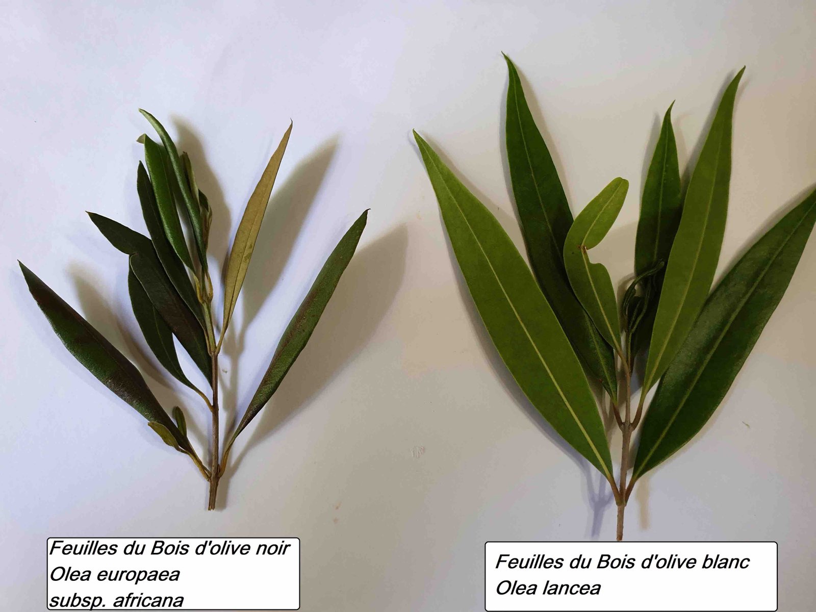 88- Feuilles B d'olive noir et blanc (3)