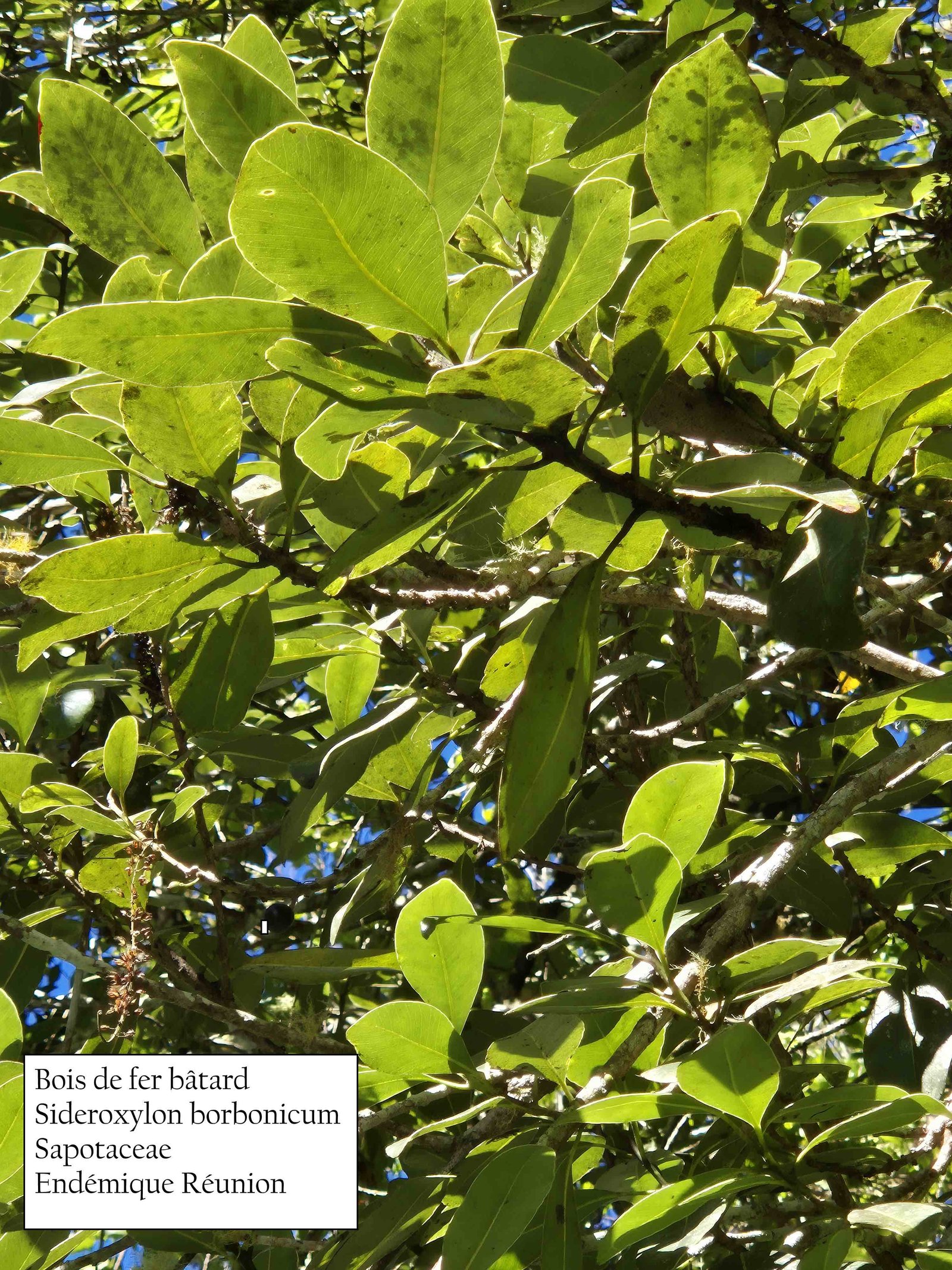 13- Bois de fer bâtard