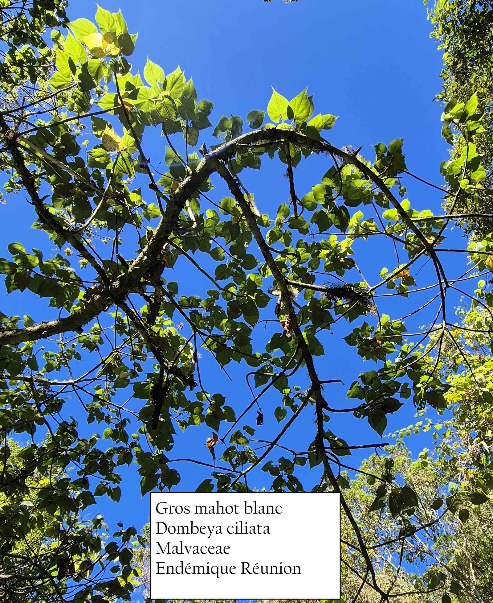 15- Gros mahot blanc