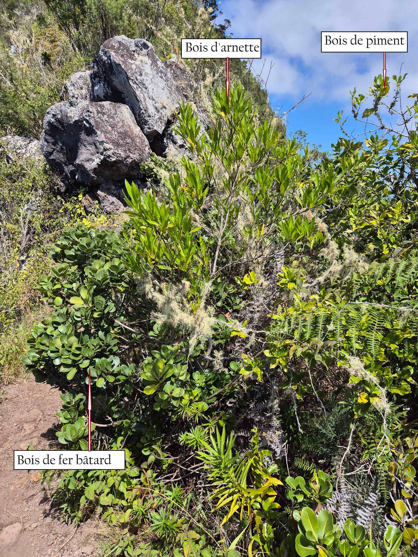 2- Piton cabri (2)
