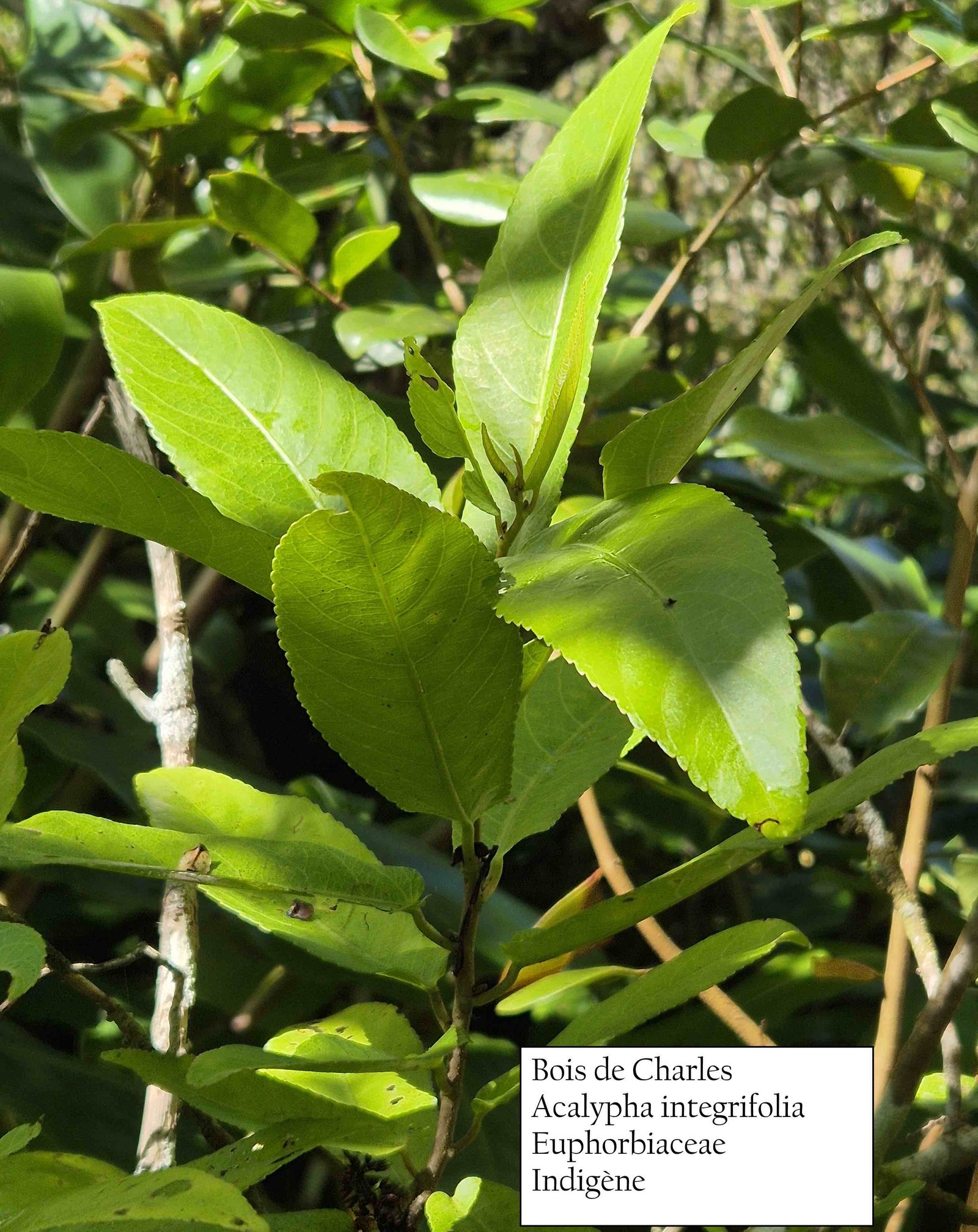 20- Bois de violon
