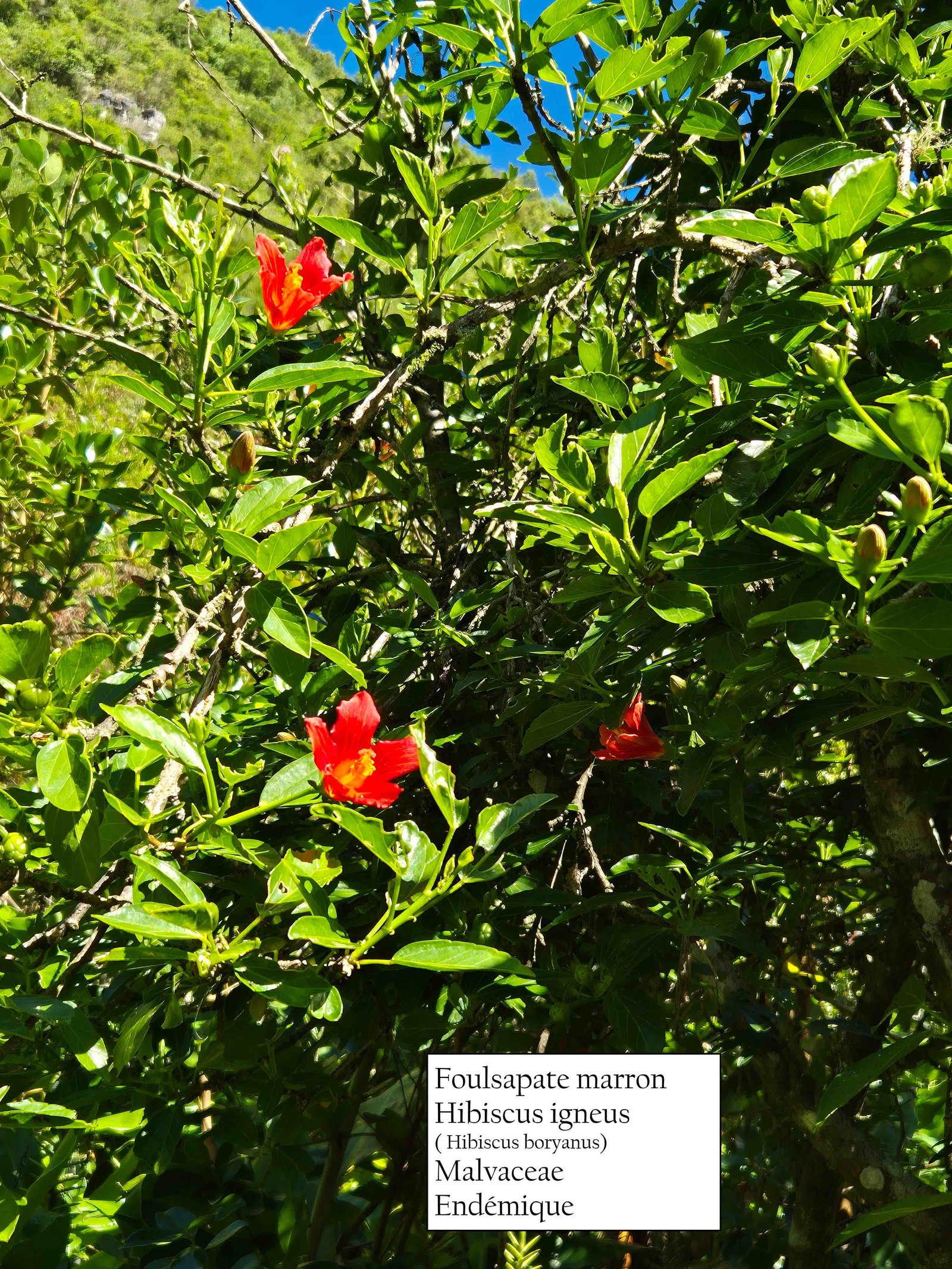 25- Hibiscus igneus (1)