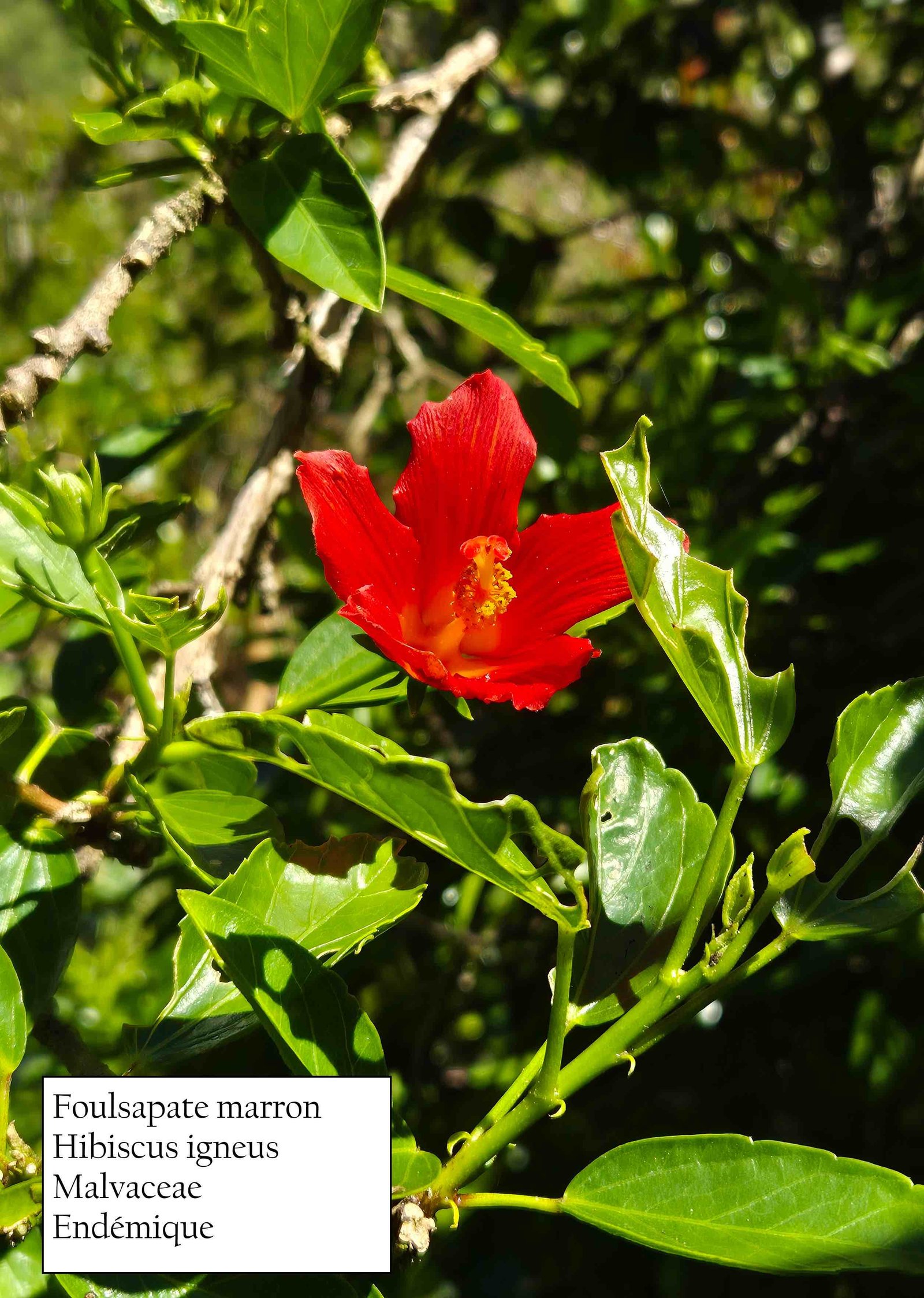 25- Hibiscus igneus (3)