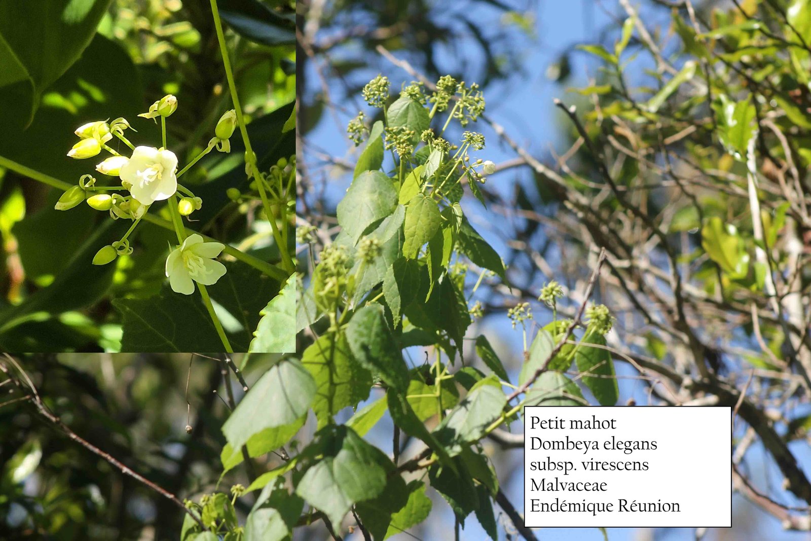27- Petit mahot -2