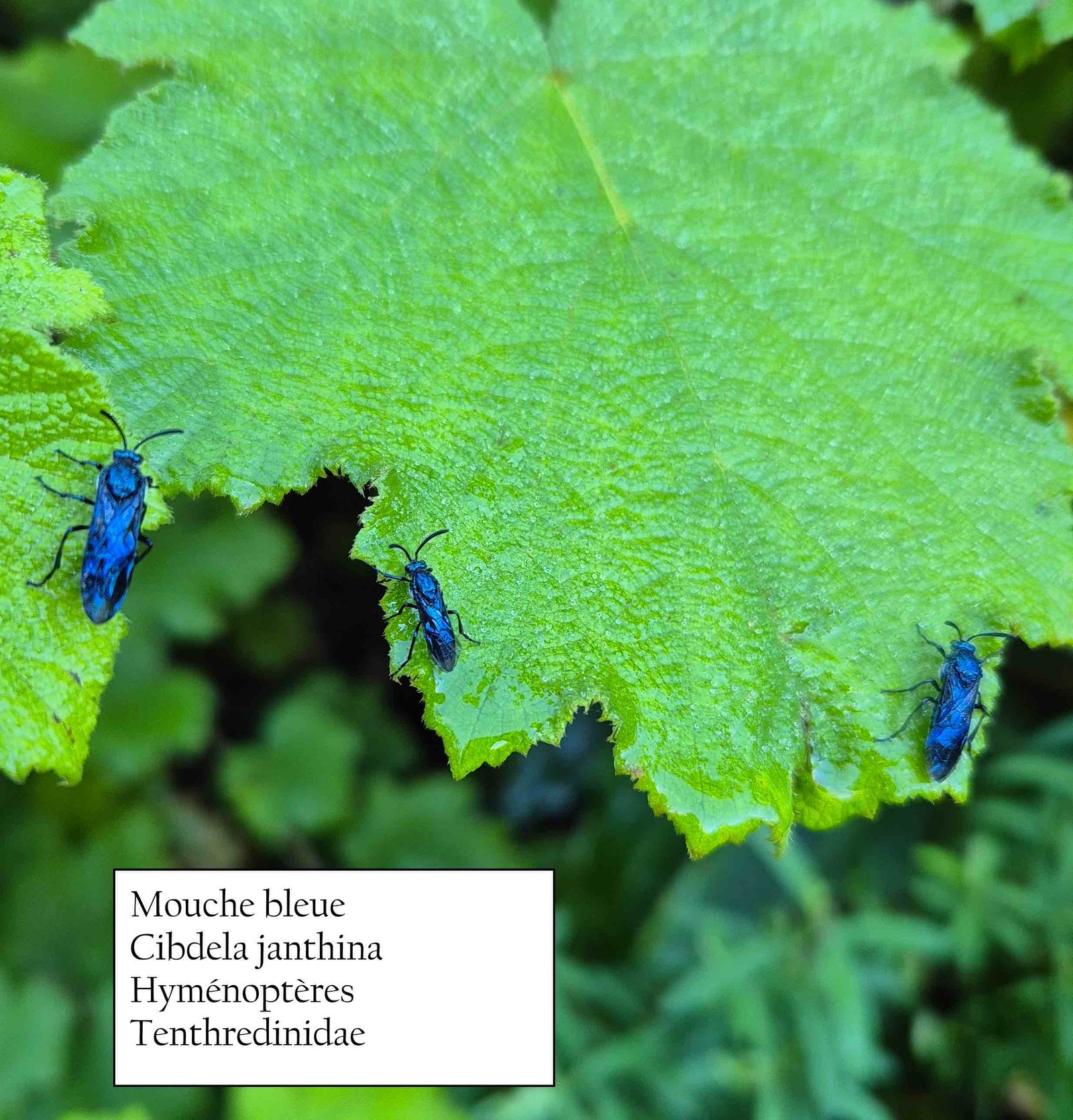3- Mouche bleue