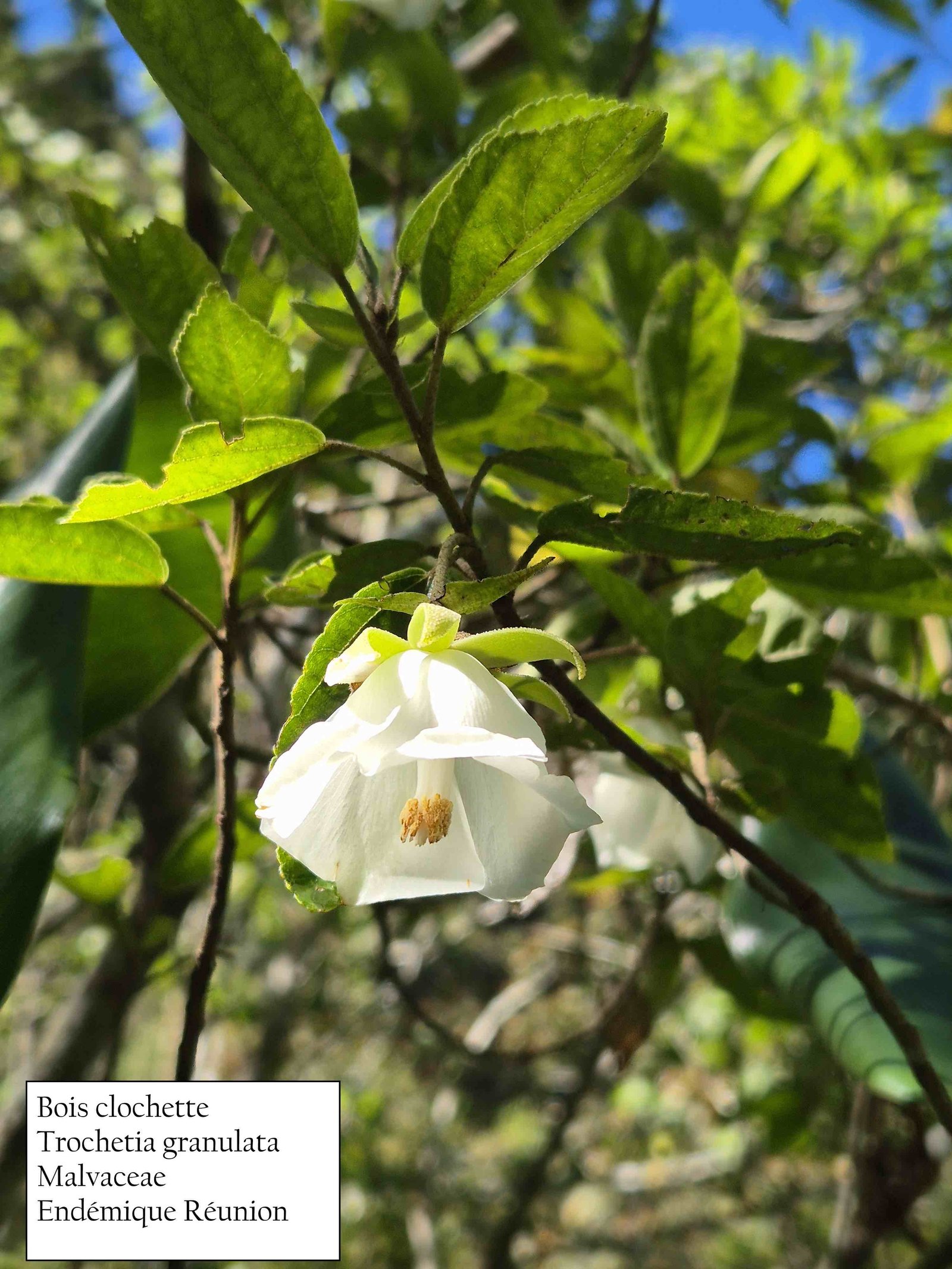 41- Trochetia (9).