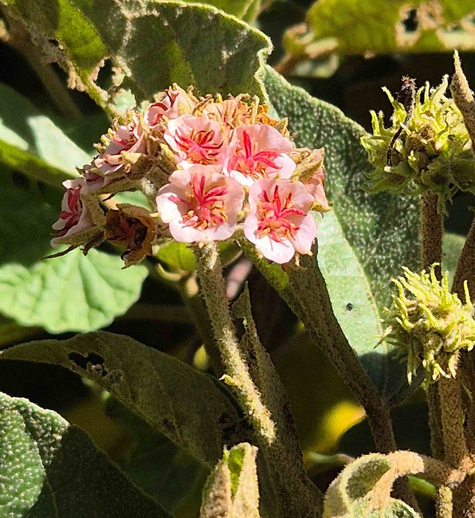 45- Dombeya punctata