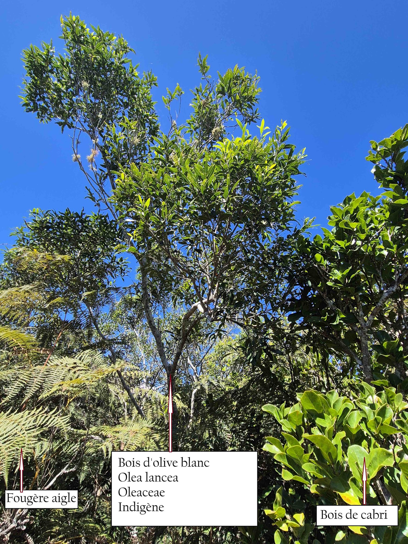 55- Bois d'olive blanc