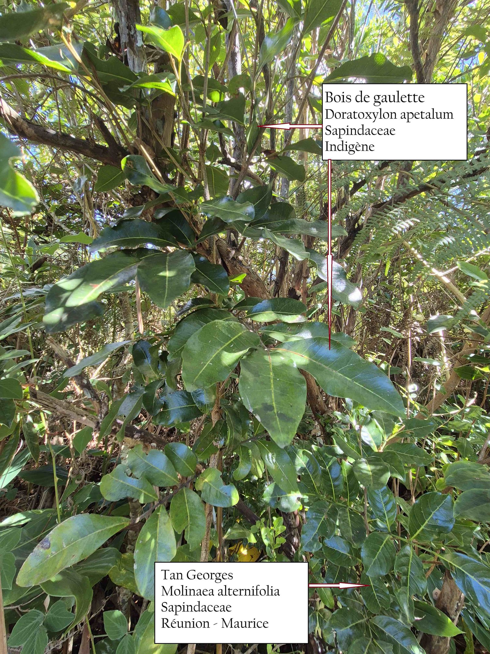 65- Tan Georges et Bois de gaulette (2)
