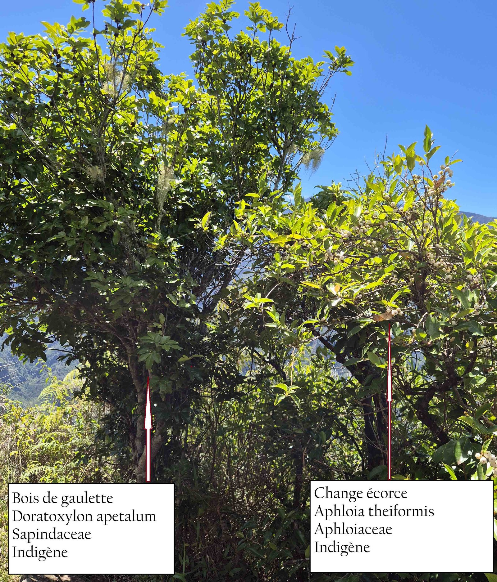 77- Bois de gaulette et change écorce
