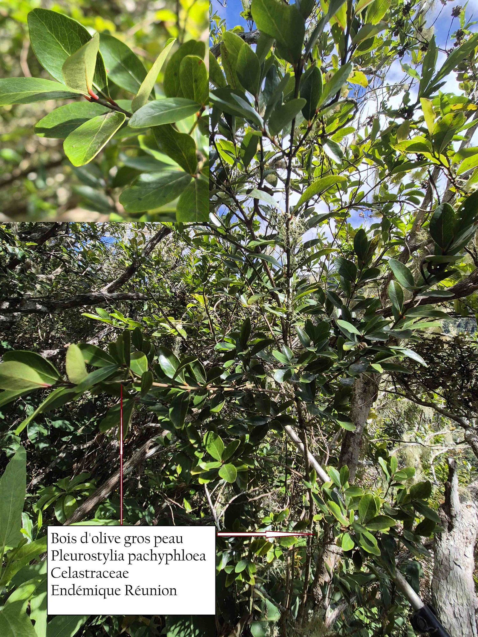 88- Bois d'olive gros eau (1)